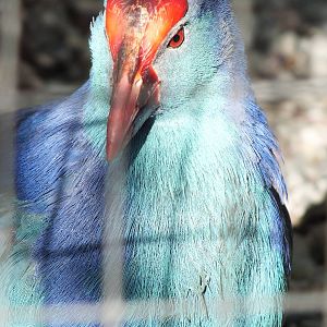 Western Swamphen