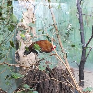 New Sri Lankan Junglefowl