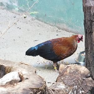 New Sri Lankan Junglefowl