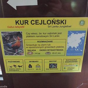 Sign About New Sri Lankan Junglefowl