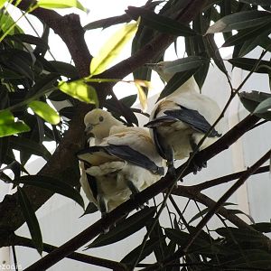 New Pied Imperial-pigeons in Walkthrough Tropical Aviary