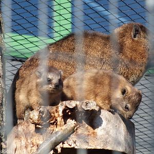 Rock Hyrax Adult and Two Young
