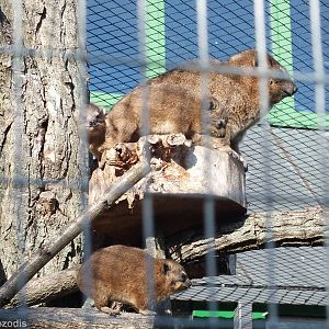 Rock Hyrax Adult and Three Young