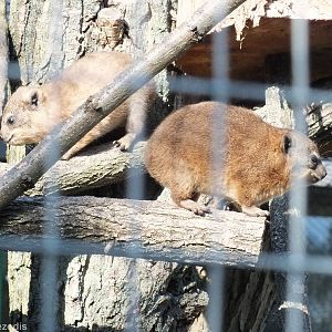 Young Rock Hyraxes