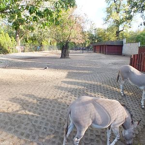 View of Somali Wild Ass Enclosures