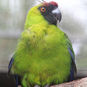 Ouvea Parakeet (Eunymphicus uvaeensis), September 2016