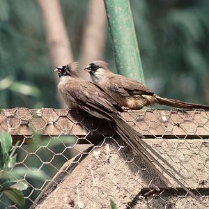 Chestnut-backed mousebirds 1983