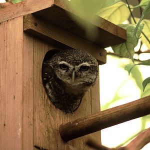 Spotted little owl 1983