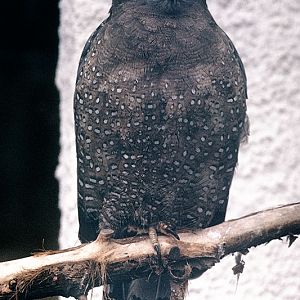 Chinese serpent eagle 1974
