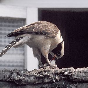 Laughing falcon 1973