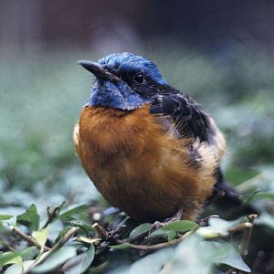 Blue-headed rock thrush 1972