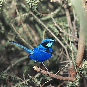Splendid fairy wren 1979