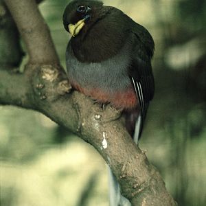 Narina's trogon at the original Birdland 1973