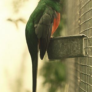 Narina's trogon at the original Birdland 1973