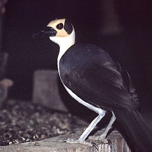 White-necked Picathartes 1974