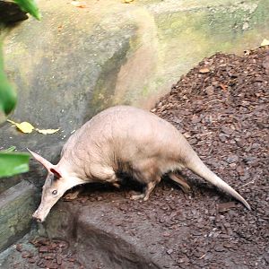 Aardvark in a second enclosure