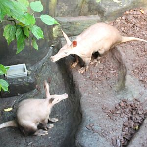 Aardvarks in a second enclosure