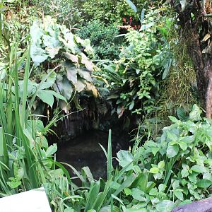 Part of the Broad-snouted caiman enclosure