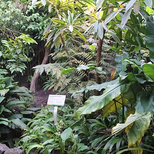 Part enclosure Red-footed tortoise