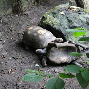 Red-footed tortoises