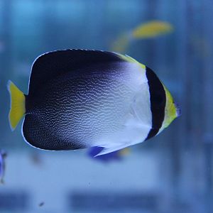 Vermiculated angelfish
