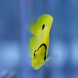 Chaetodon andamanensis