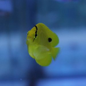 Chaetodon andamanensis