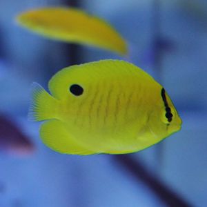 Chaetodon andamanensis