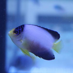 Centropyge multicolor