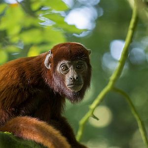Venezuelan red howler