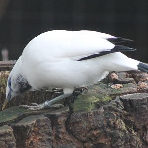 Bali myna