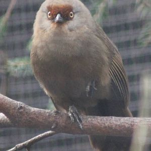 Red-fronted laughing thrush