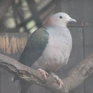 Green imperial pigeon