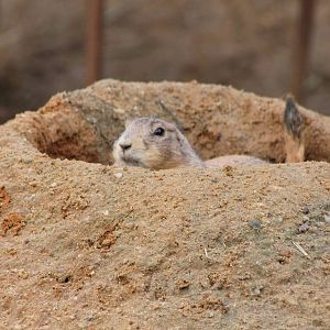 Black-tailed prairiedog