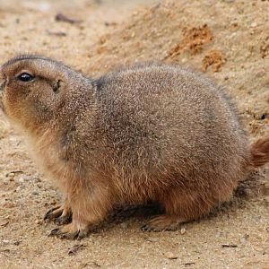 Black-tailed prairie dog
