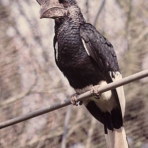 Black and white casqued hornbill at Rode 1974