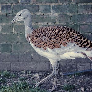 Great bustard at Olney 1977