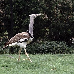 Kori bustard at Olney 1974