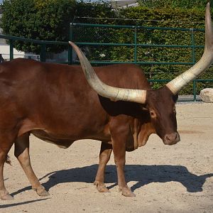 Ankole Cattle at Knie Kinderzoo, 11/09/16
