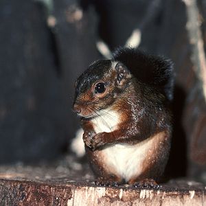 Sierra Leone striped squirrel 1976