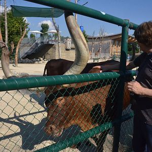 A Curious Beast at Knie Kinderzoo, 11/09/16