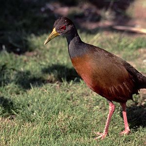 Cayenne wood rail 1981