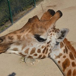 Rothschild's Giraffe at Knie Kinderzoo, 11/09/16