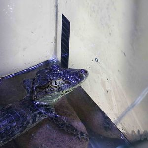 Young caiman, Serpentario Machaqway - April 2016.