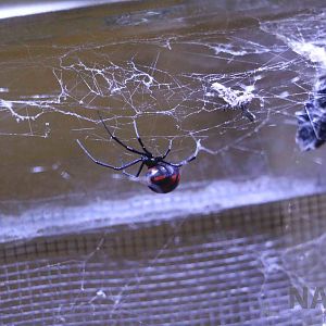 Black widow, Serpentario Machaqway - April 2016.