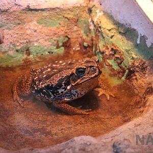Cururu toad, Serpentario Machaqway - April 2016.