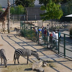 African Paddock at Knie Kinderzoo, 11/09/16