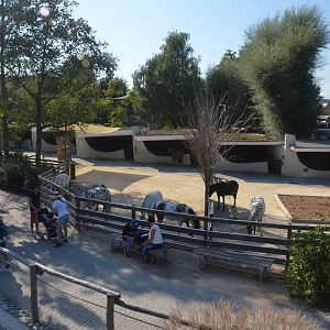 Horse Paddocks at Knie Kinderzoo, 11/09/16