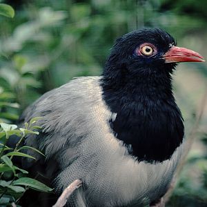 Renauld's ground cuckoo 1976