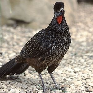 Rusty-margined guan 1983